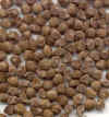 Argyreia nervosa seeds