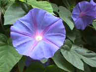 Picture of Ipomoea Violacea flower